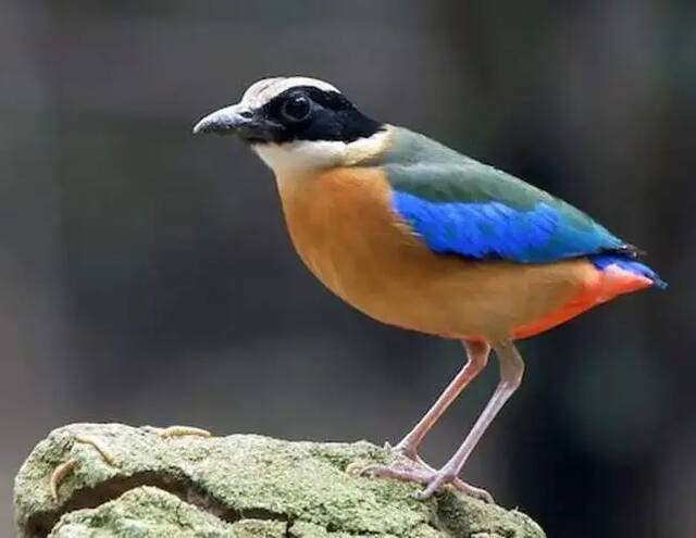 A Blue-winged Pitta perched on a rock.