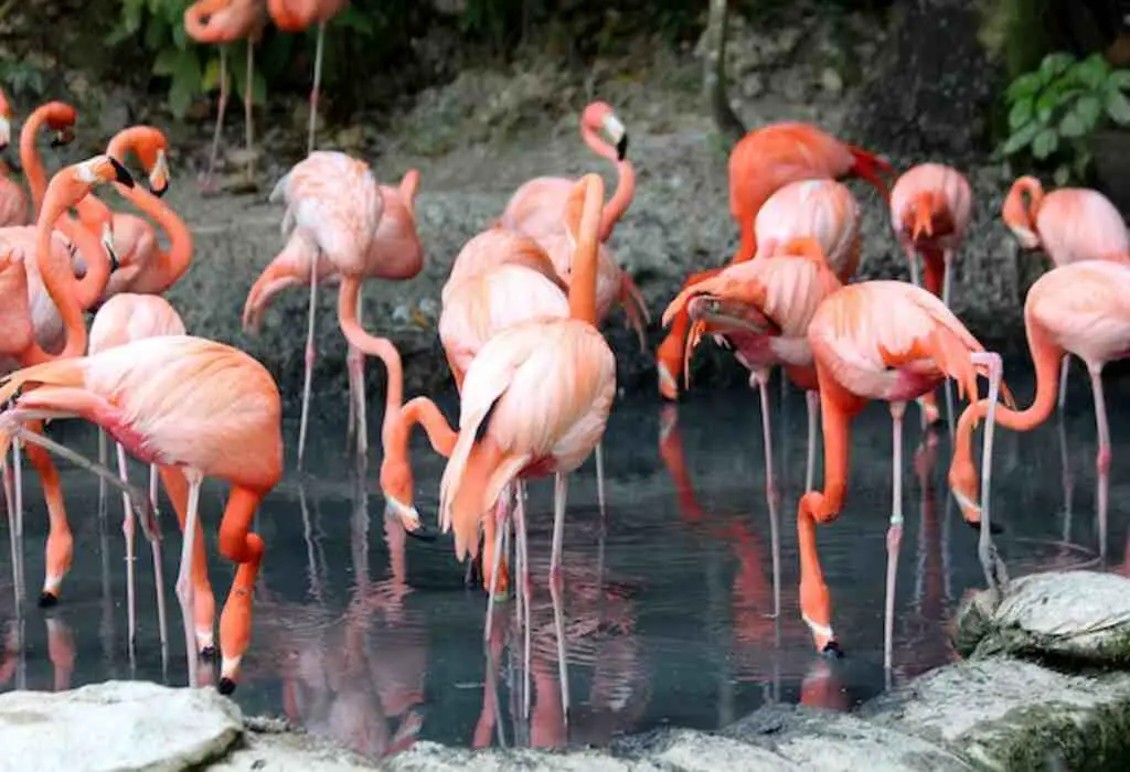A large group of pink flamingos eating.