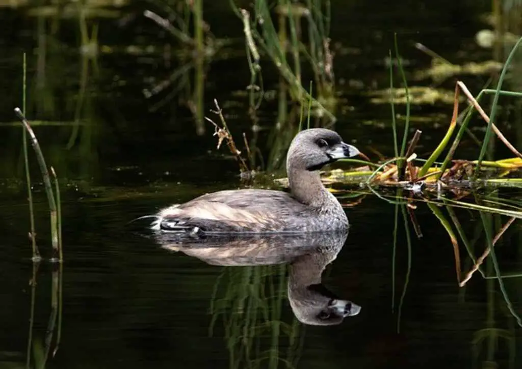 A Pied-billed Grebe floating on the water.