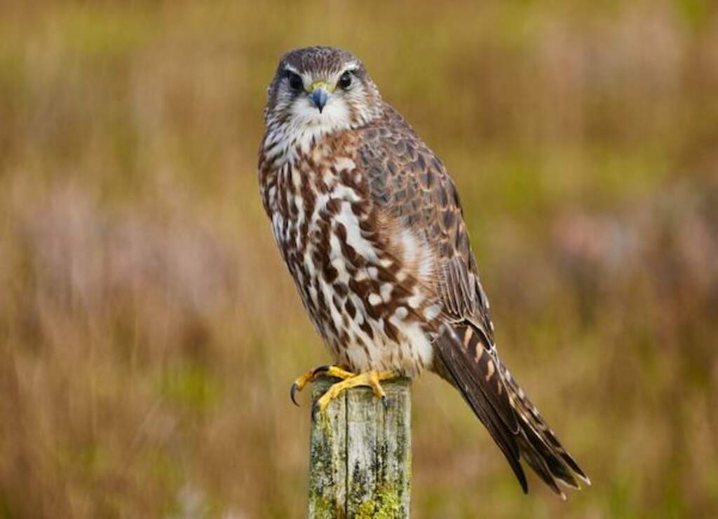 A Merlin perched on a post.