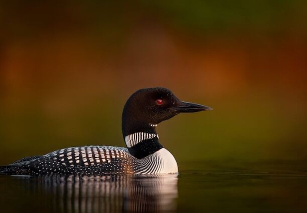 A Common Loon floating in the water.
