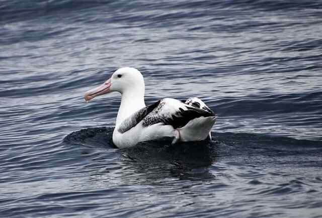 A royal albatross floating on the water.