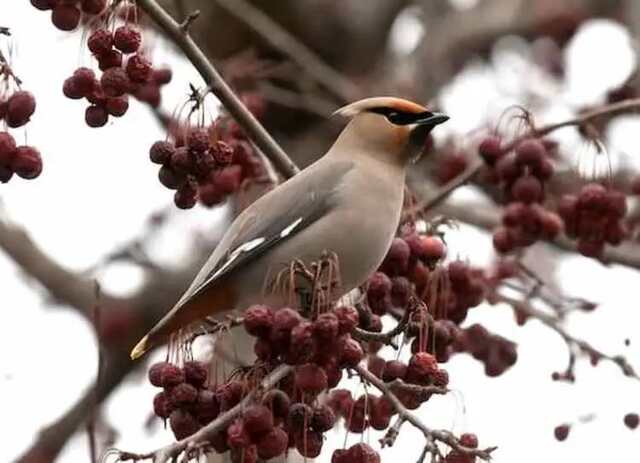A Bohemian Waxwing perched in a tree.