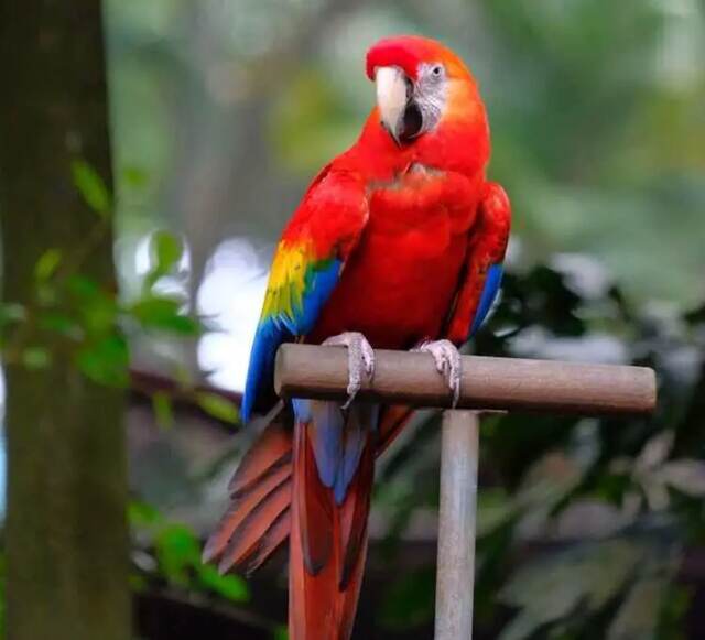 A Scarlet Macaw perched on a perch.