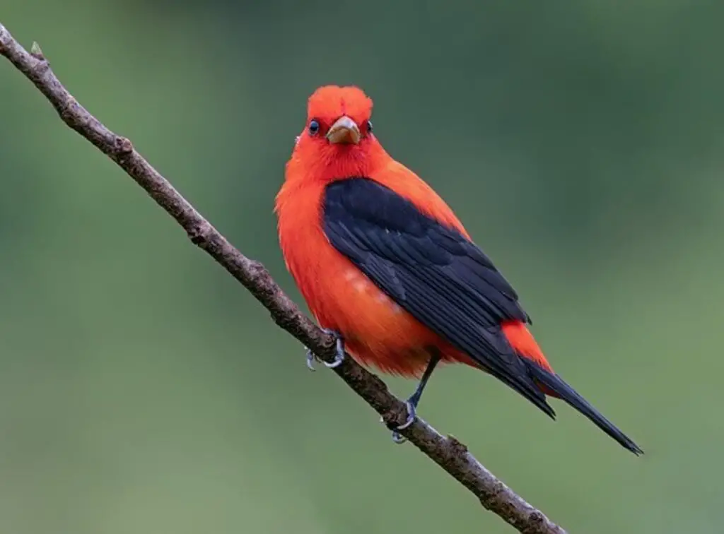 A Scarlet Tanager perched on a thin branch.