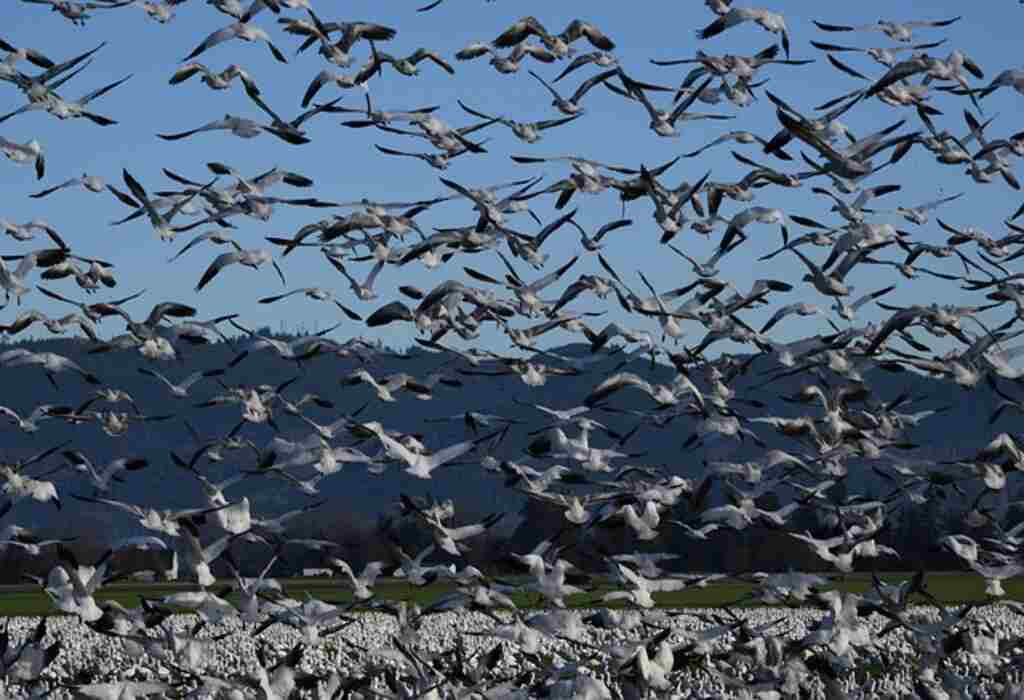 A large group of snow geese migrating.