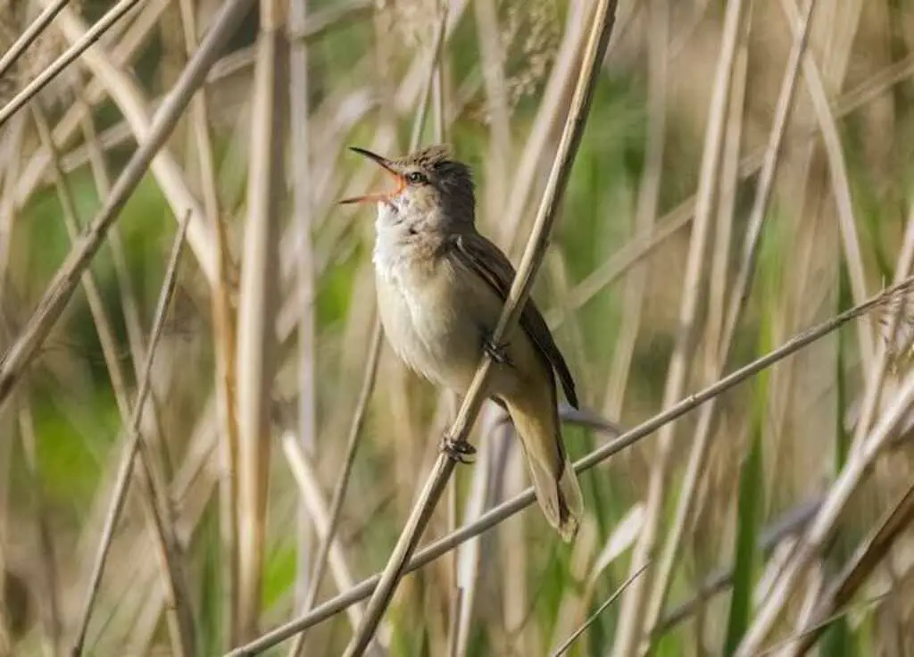 A Great Reed Warbler perched on a branch.