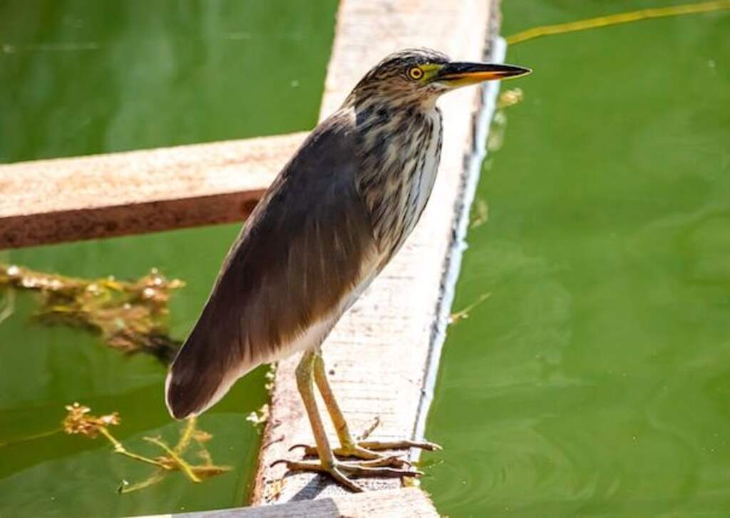 An American Bittern sitting on a wooden plank floating in water.