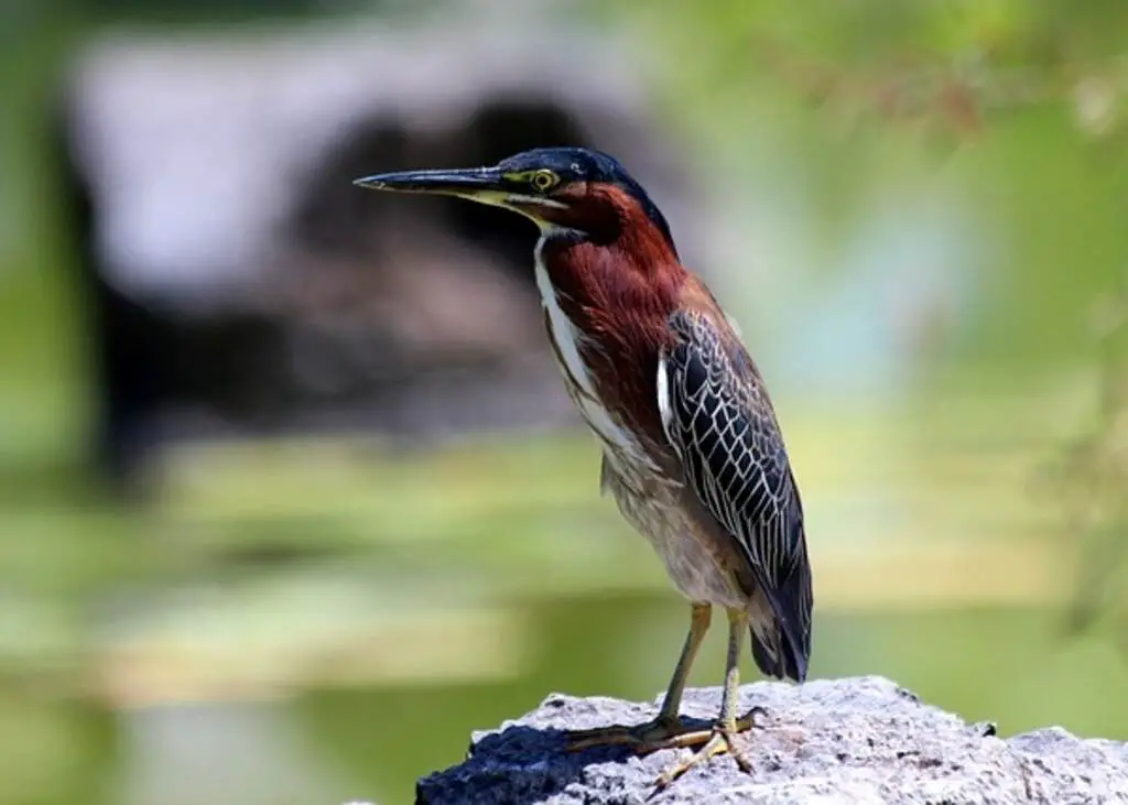 A Green Heron perched on a large rock.