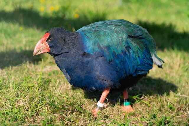 A Takahe foraging for food.