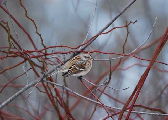 An American Tree Sparrow perched in bushes.