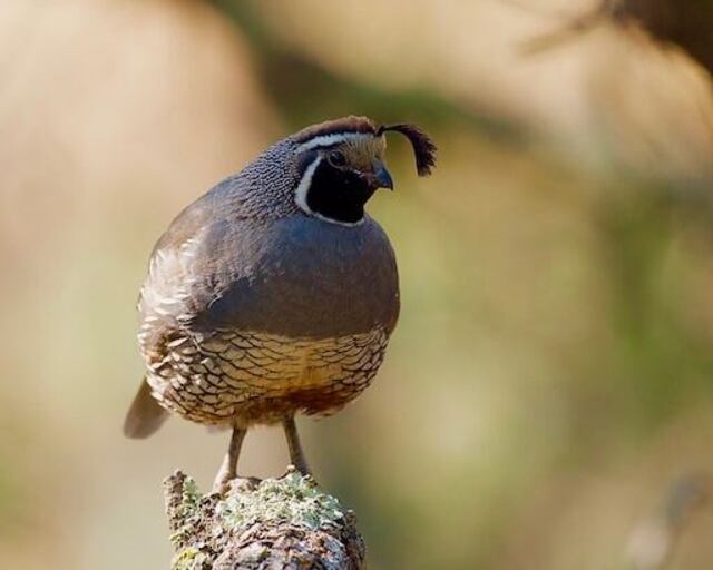 A California Quail perched on a large rock.