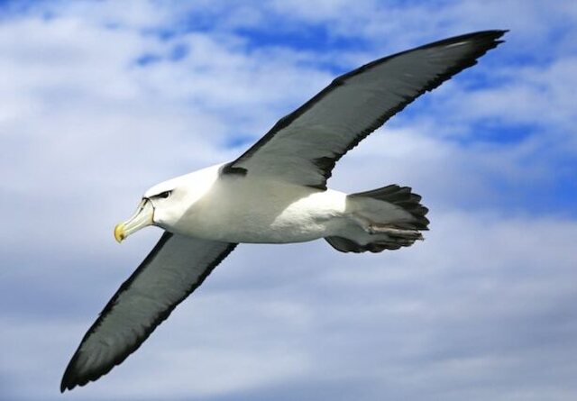 A White-capped Albatross gliding through the air.