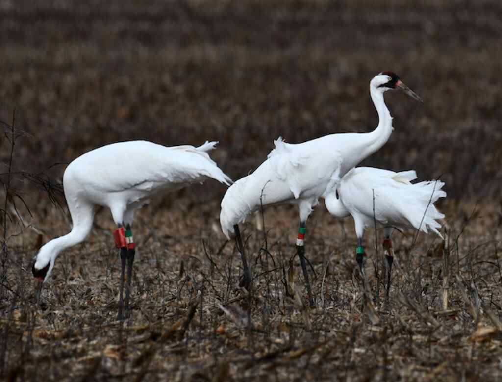 A few Whooping Cranes foraging in a field.