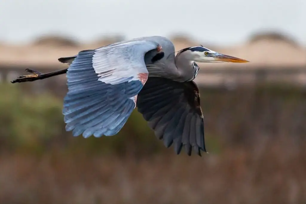 A Great Blue Heron flying above marshland.