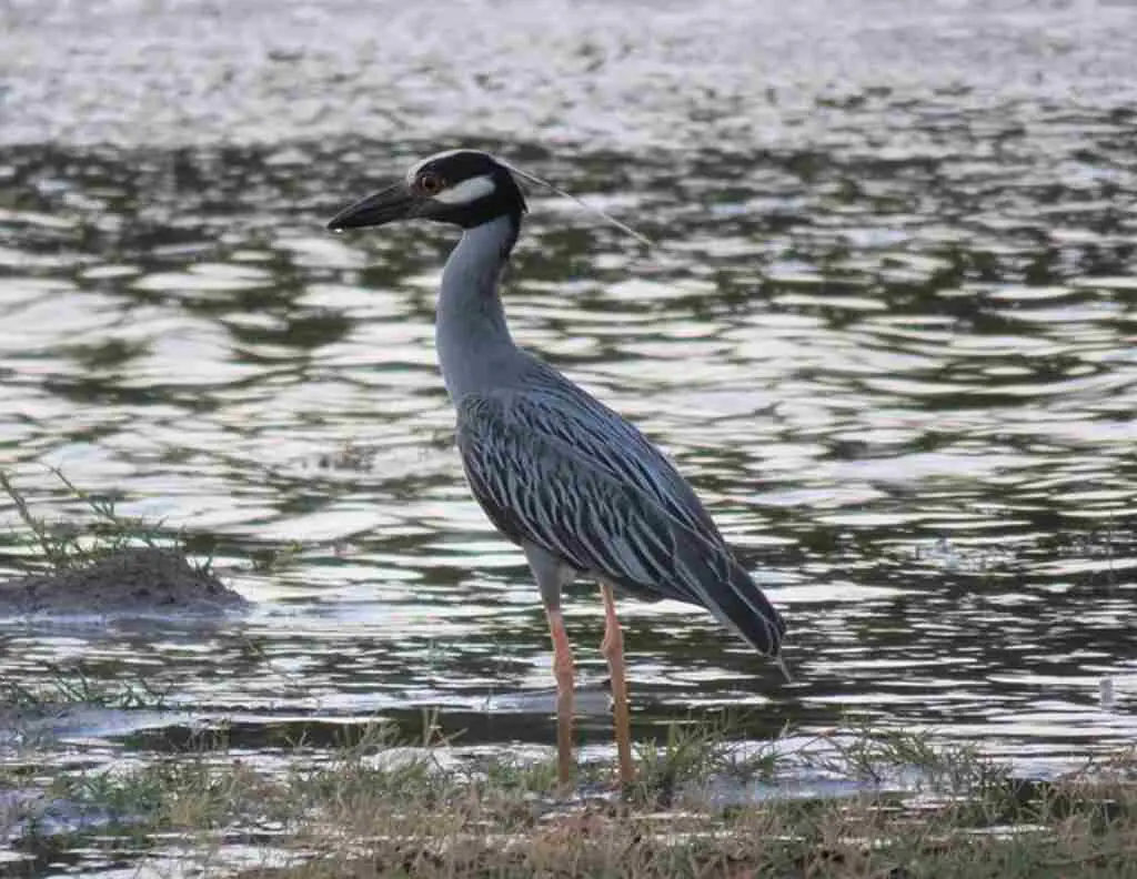 A Yellow-crowned Night Heron standing on the shoreline.