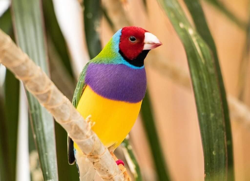 A Gouldian Finch perched in a tree.