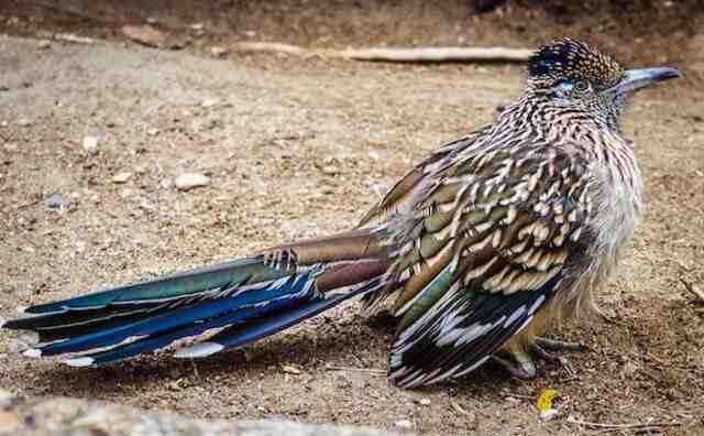 A Lesser Roadrunner with ruffled feathers standing still on the ground.