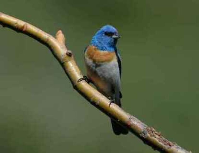 Lazuli Bunting perched in a tree.