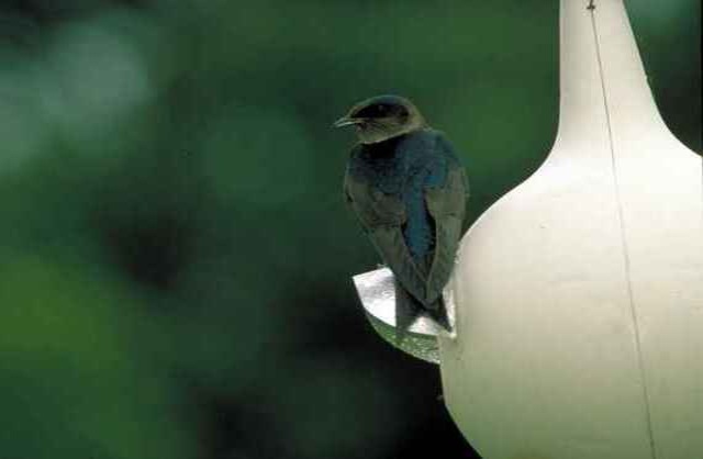 A Purple Martin perched on a birdhouse.