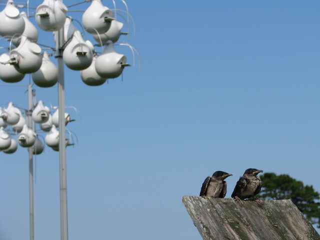 A pair of Purple Martins perched on a roof.