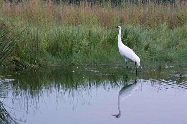 A Whooping Crane in swamp water.