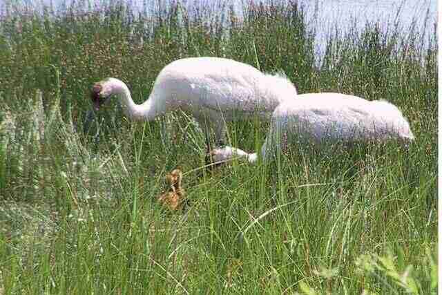 A pair of Whooping Cranes foraging for food in high grass.