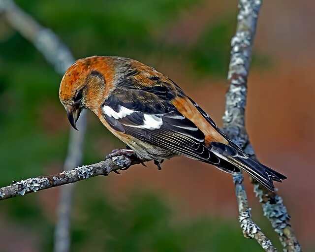 A White-winged Crossbill perched on a tree branch.