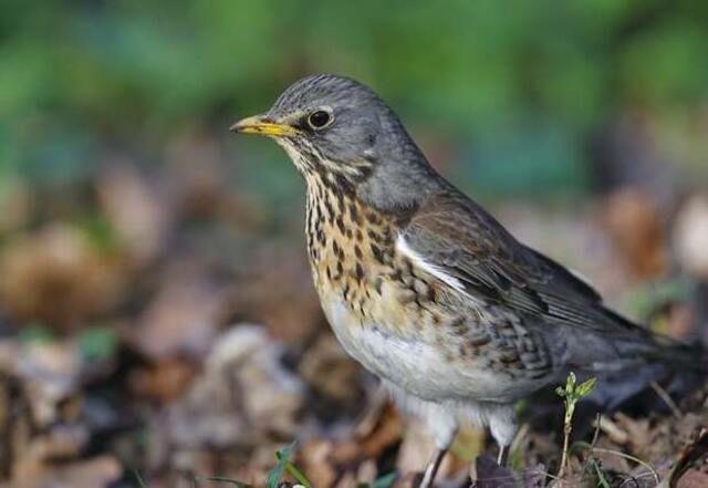 A Fieldfare foraging on the ground.