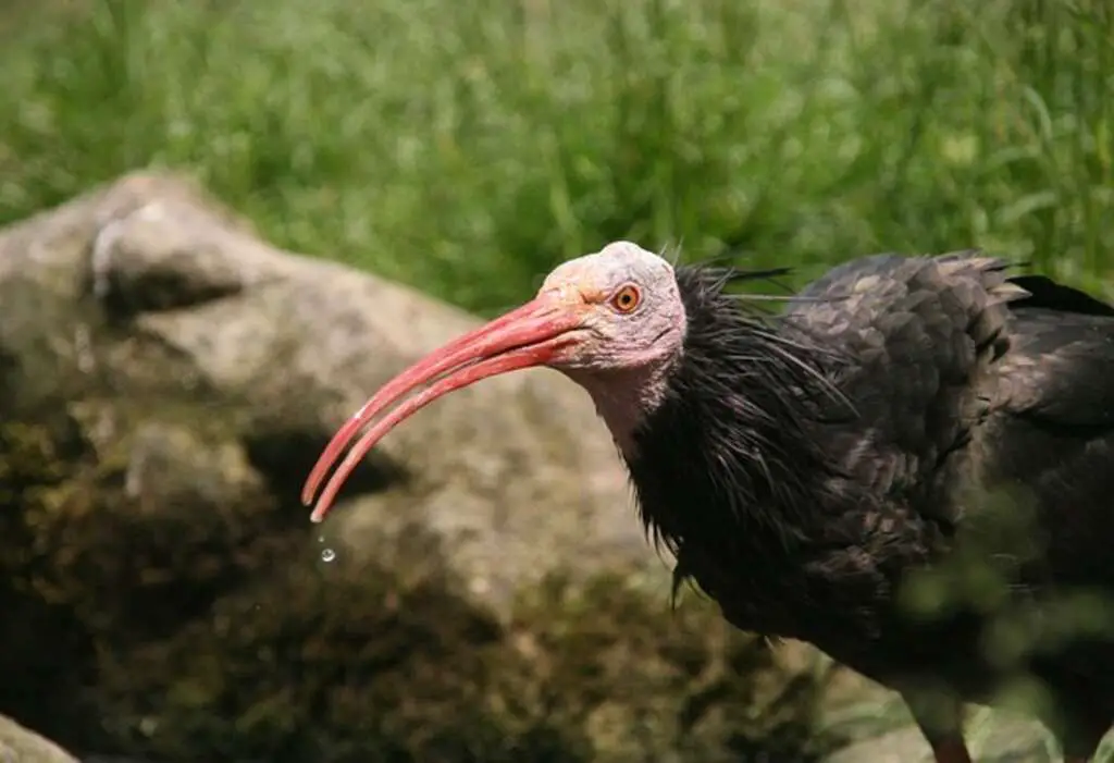 A Northern Bald Ibis drinking water.
