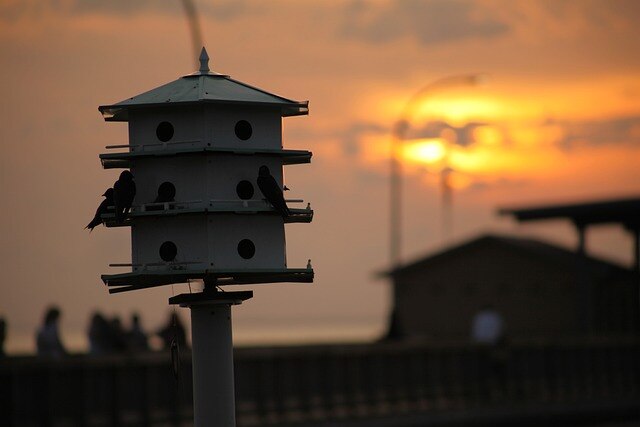 Purple Martins perched on their birdhouse during sunset.