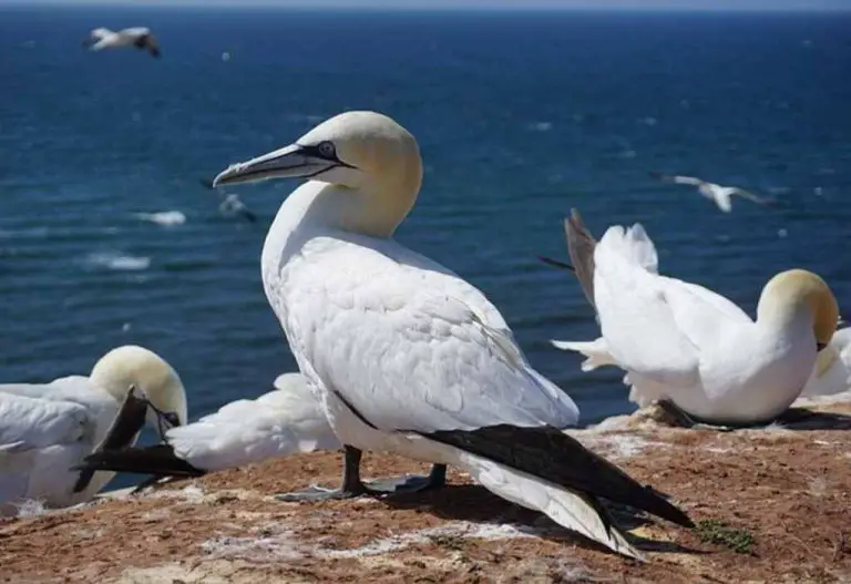 What Kind of Bird is Scuttle in Little Mermaid? Revealed! Learn Bird