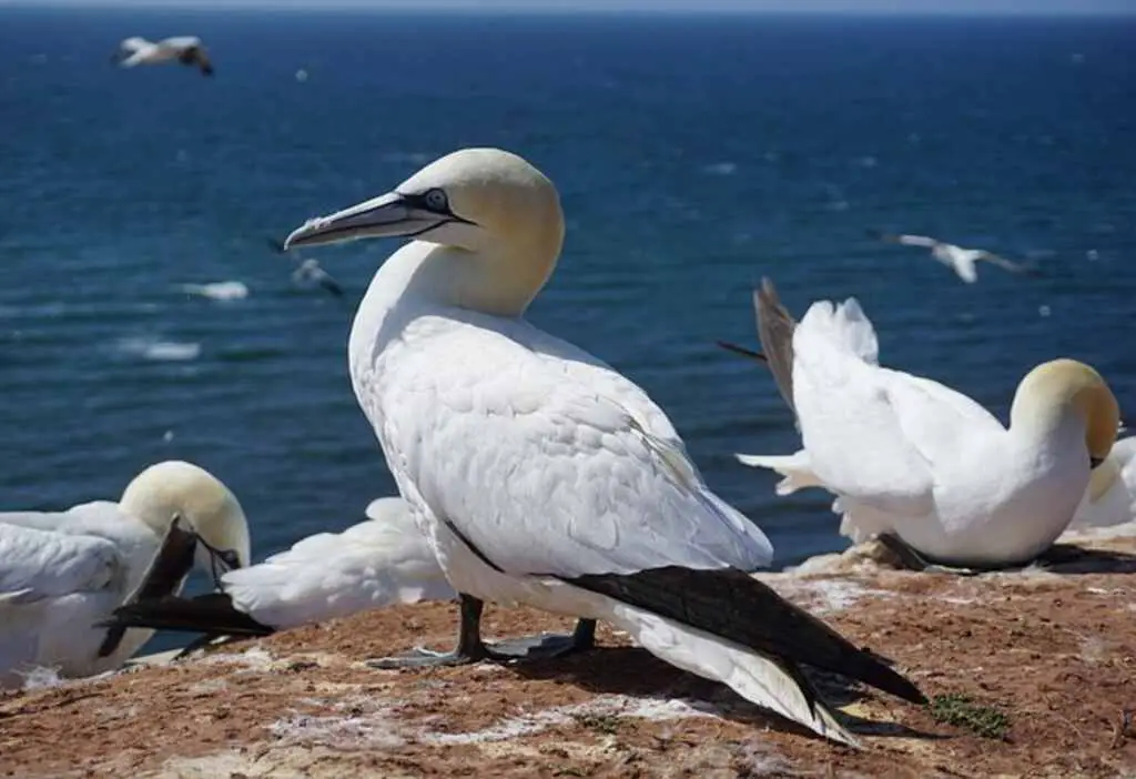 A group of Northern Gannet's sunbathing.