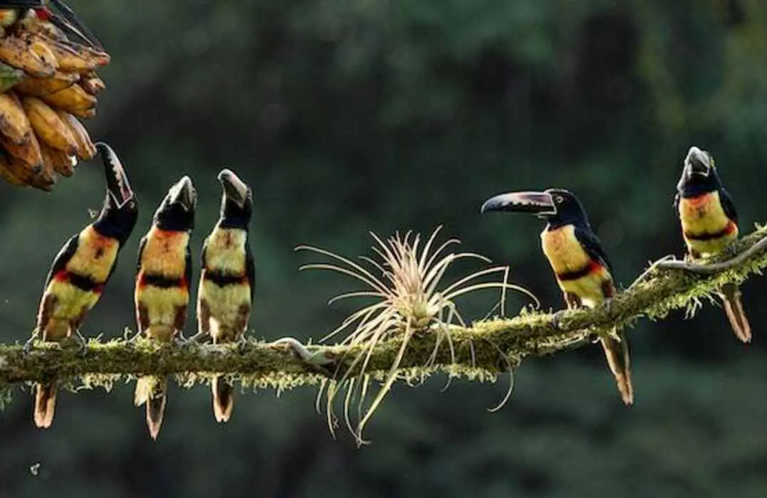 A group of five Collared Aracari perched on a tree branch.