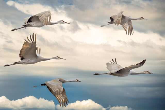 A group of Sandhill Cranes migrating.
