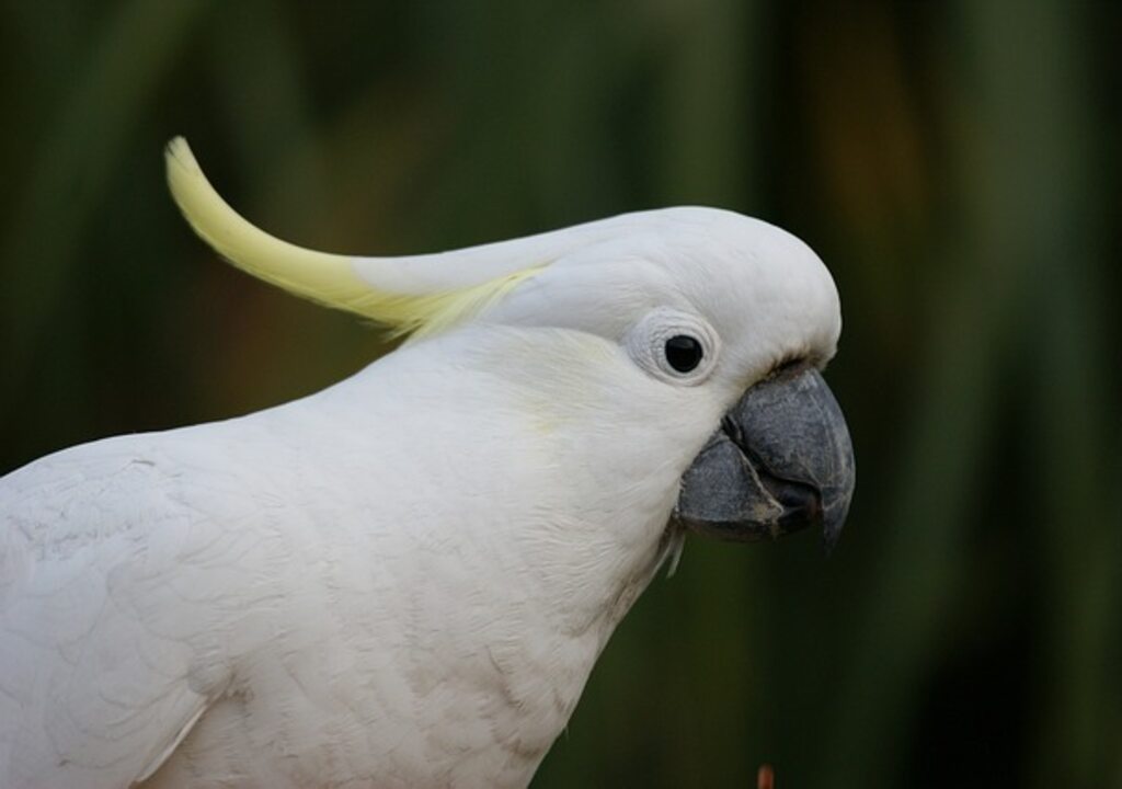 A white Cockatoo clicking its beak.