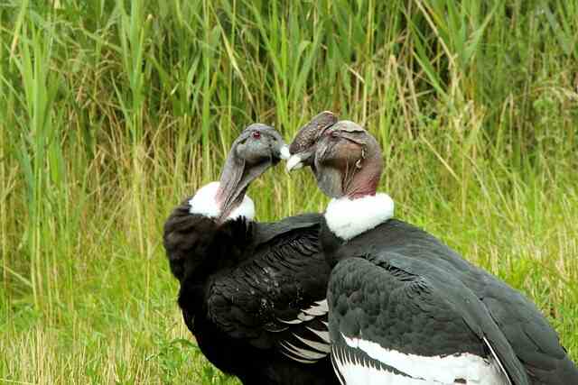 A pair of Andean Condors smooching each other.