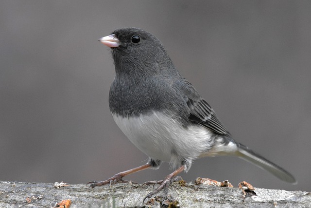 A Dark-eyed Junco perched in a tree.