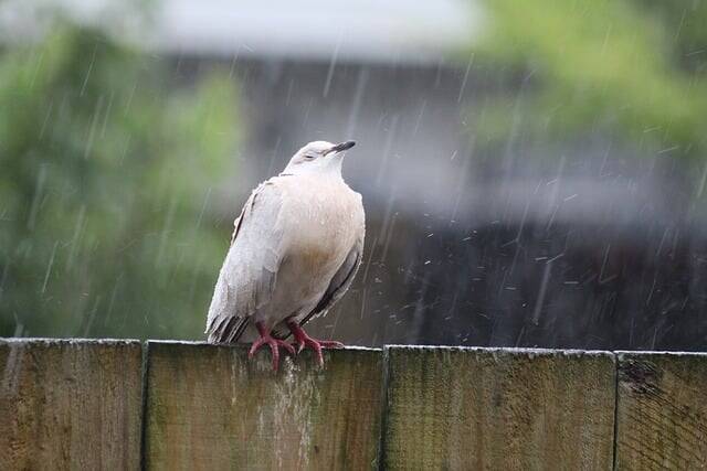 A dove perched on a wooden fence during a rain shower.