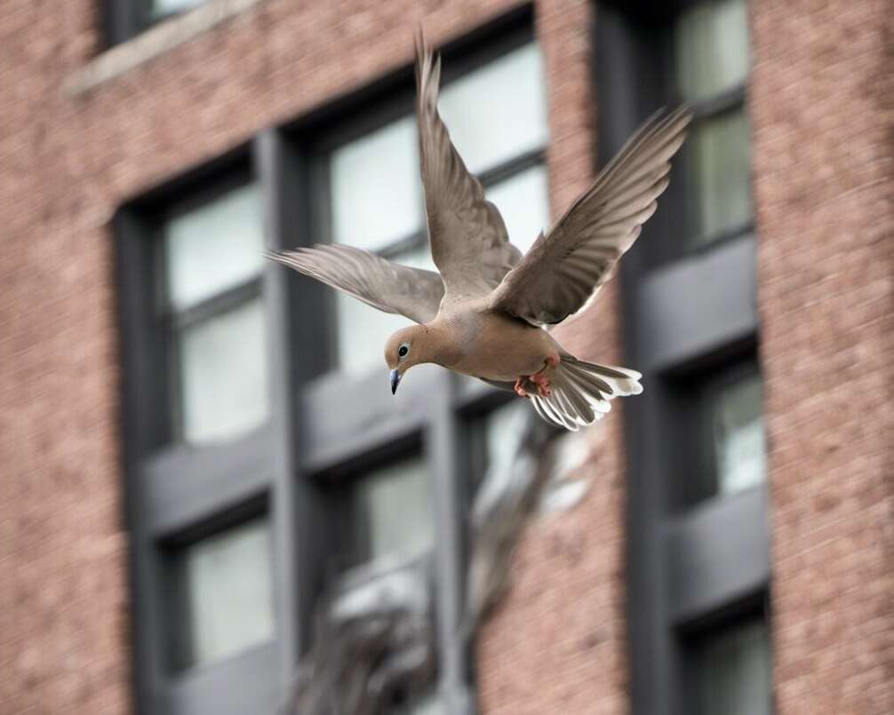 A Mourning Dove flying into an apartment building window.
