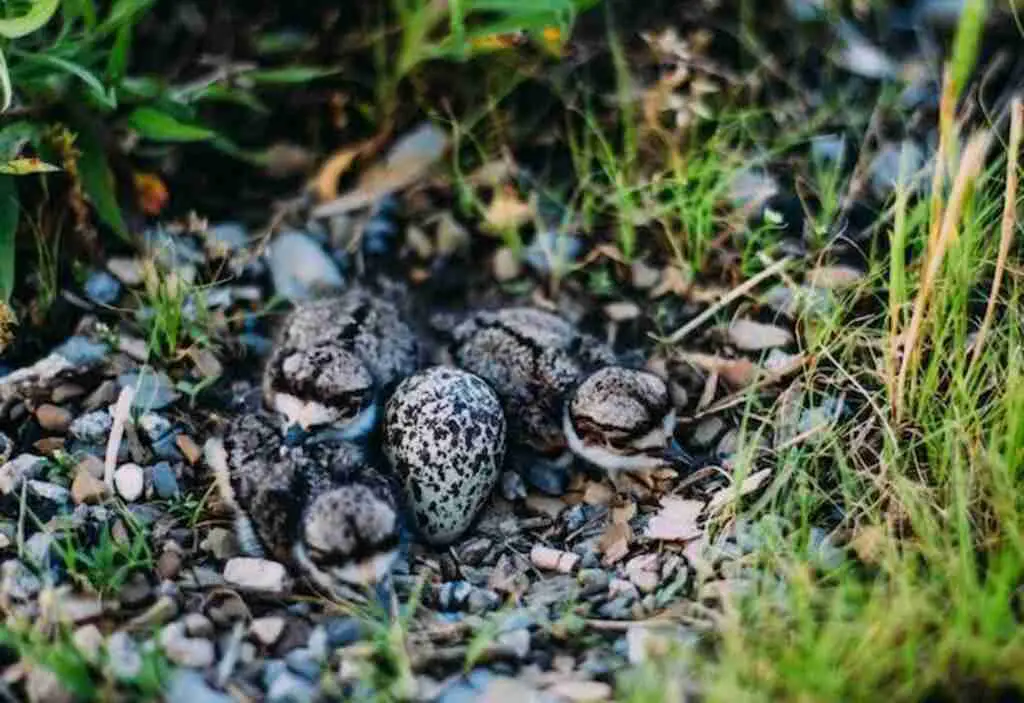 A ground nest with baby killdeers beginning to hatch.