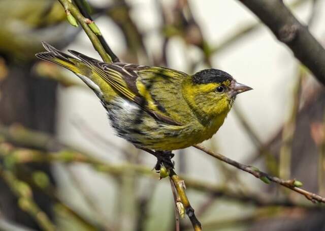 A Eurasian Siskin perched on a branch.