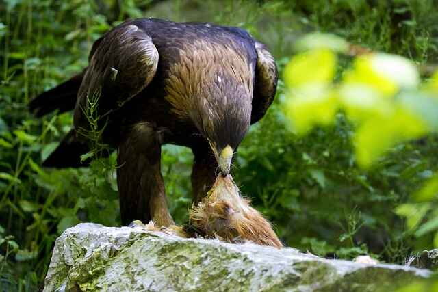 A Golden Eagle feeding on prey.
