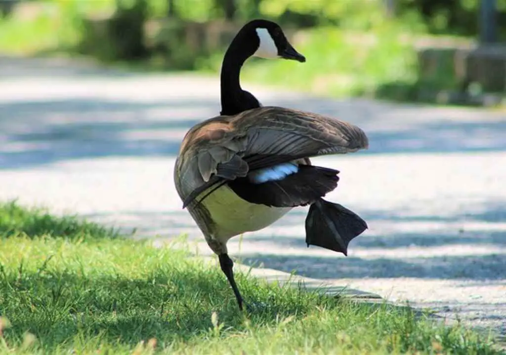 A Canada Goose lifting its leg up to fart and defecate.