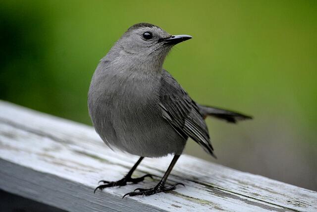 A Gray Catbird perched on a deck railing.
