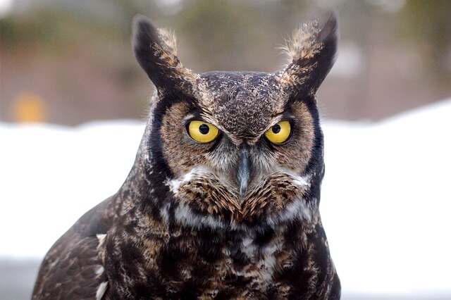 A close-up of a Great Horned owl.