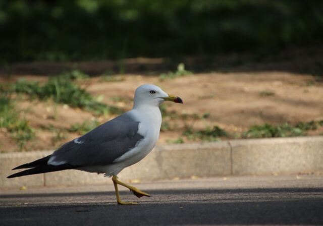 A seagull that looks like it's ready to expel some gas.