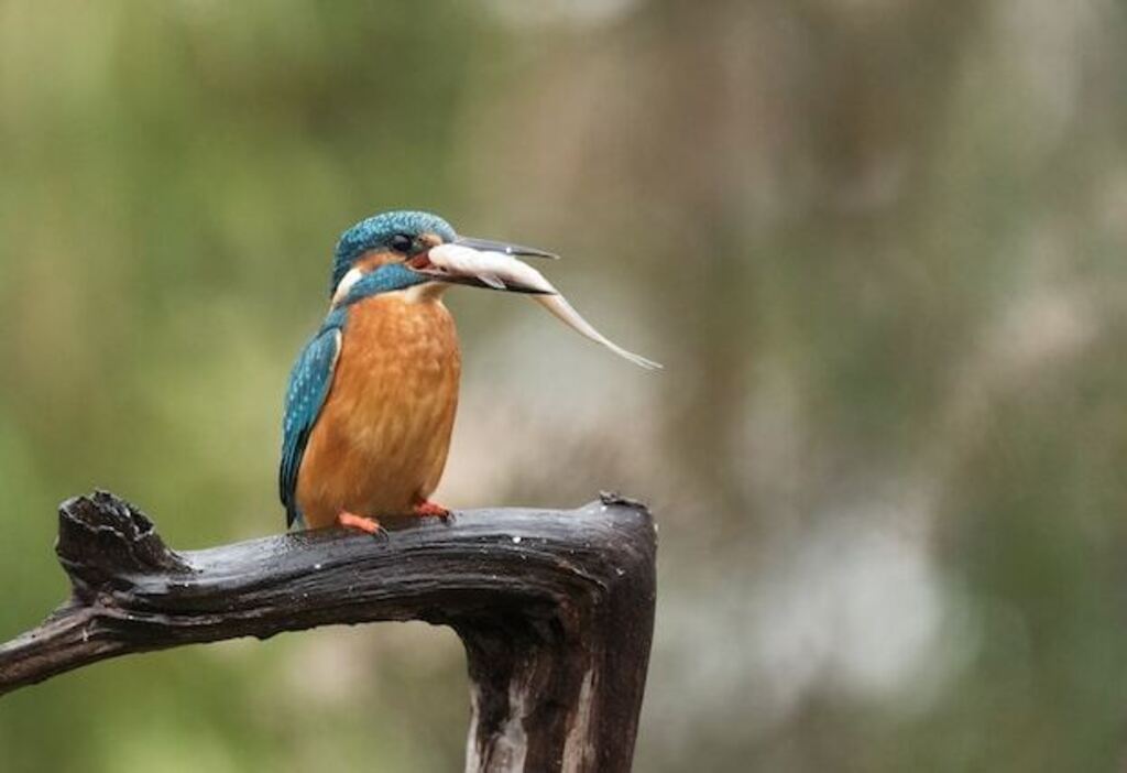 A Kingfisher with a fish in its beak.