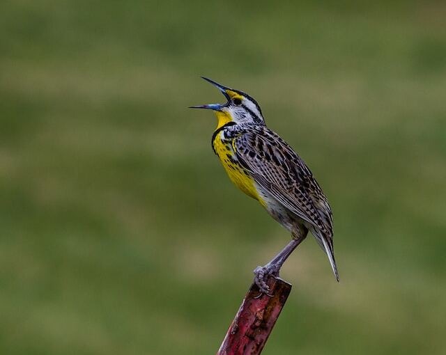 A Meadowlark perched on a metal post singing away.