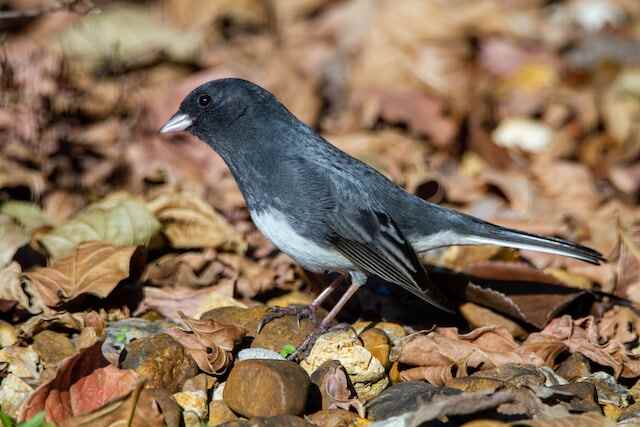 A male Dark-eyed Junco foraging for food, through leaves on the ground 